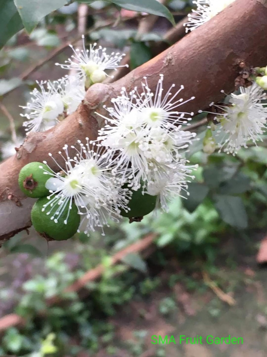 Plinia cauliflora (Mart.) Kausel